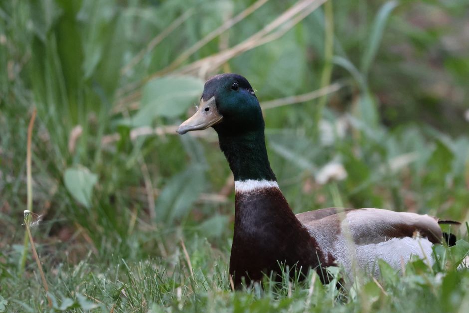 Prespa National Park North Macedonia forest trail white-headed duck
