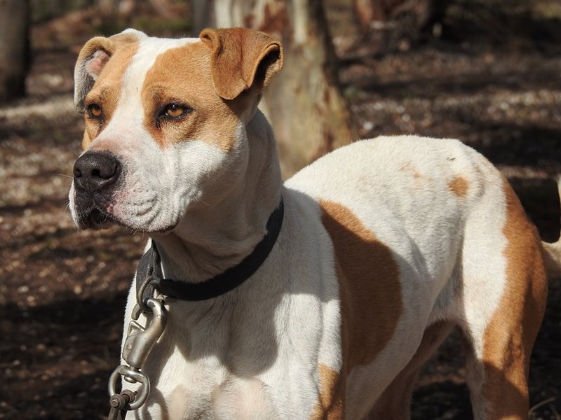 Kozloduy'da Çocuk Pit Bull'a Maruz Kaldı