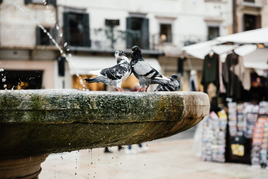 Sebilj Fountain Sarajevo morning light pigeons water reflection