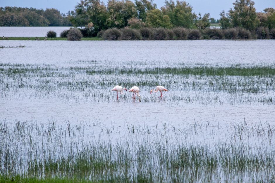 Greater Flamingo feeding in Ulcinj Salina pink water