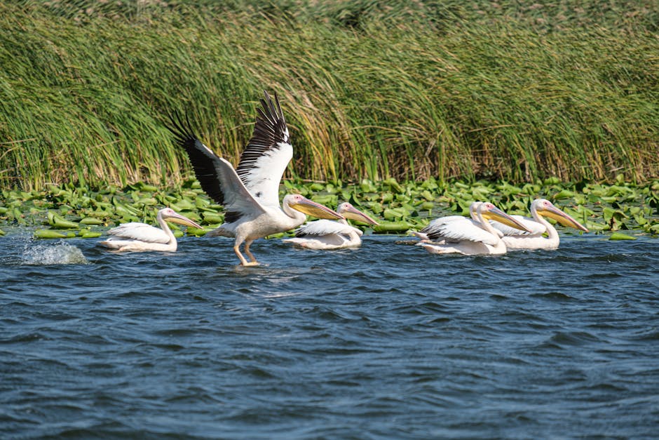 Cracova Island Danube Delta wooden cabin lake birdwatching