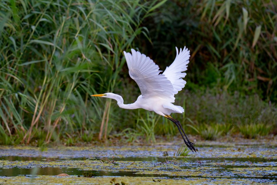 Great white egret flying over Hutovo Blato reeds Bosnia