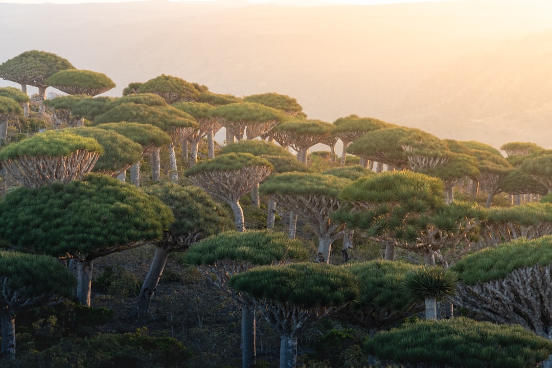 Sunset behind Dragon's Blood Trees Socotra