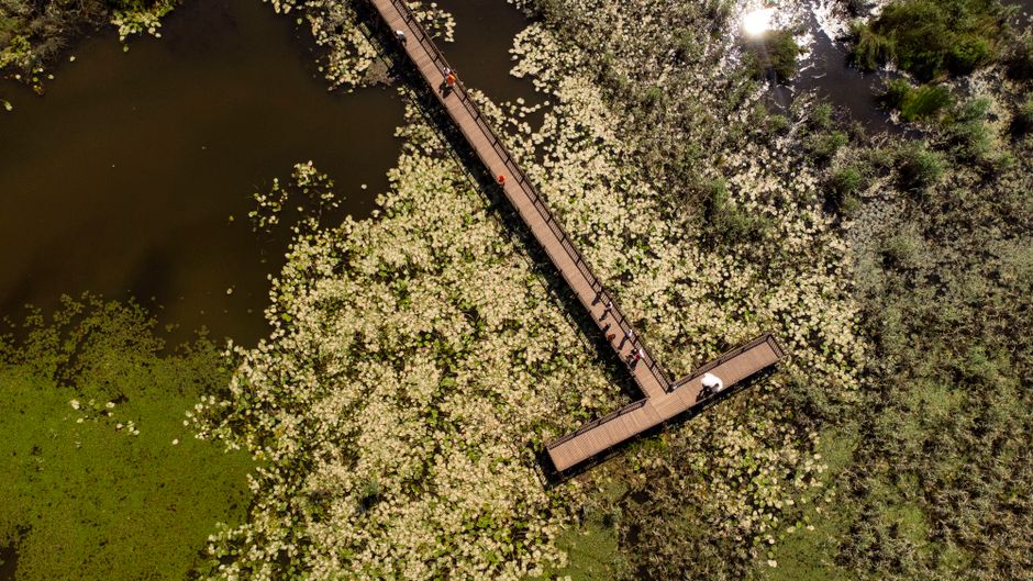 Hikers on wooden boardwalk Hutovo Blato wetlands