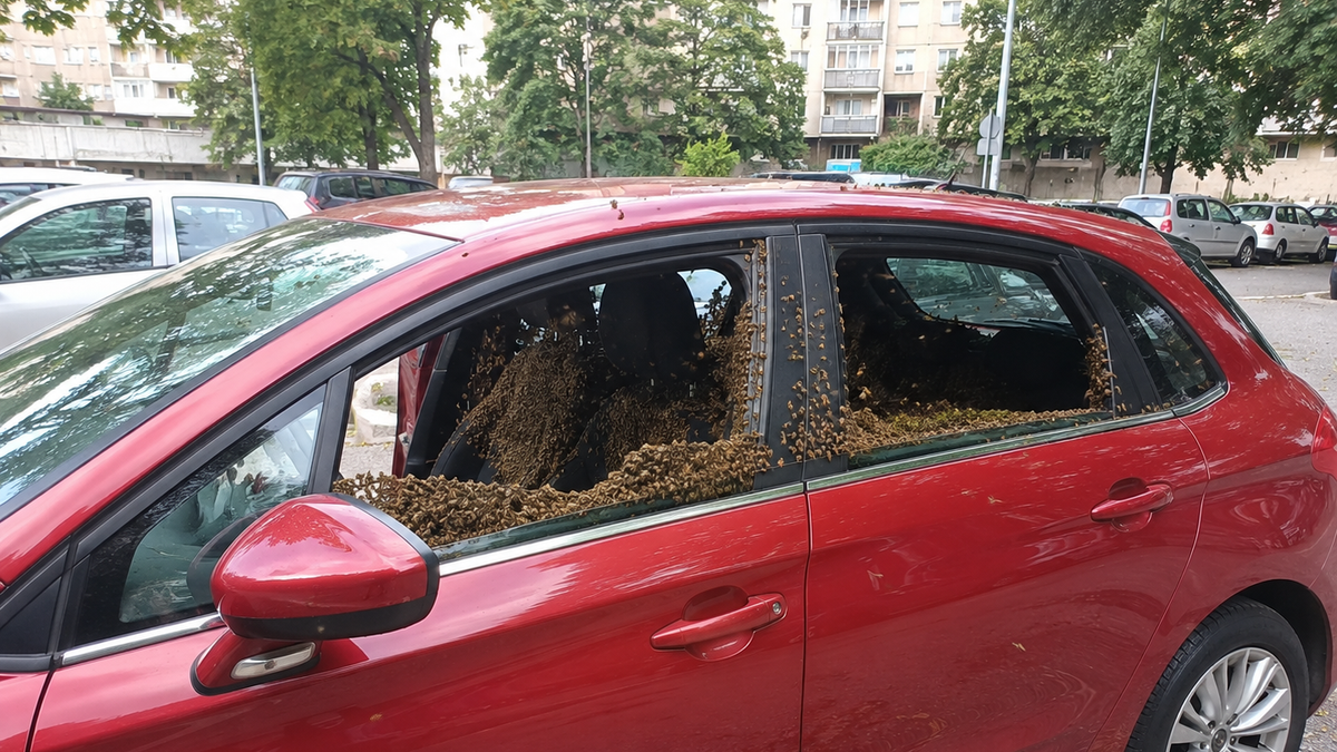 Arı Çöküşü: Belgrad Yalnız Bırakılıyor